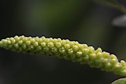 水柳-雄花苞20.JPG