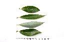 水柳-葉00.JPG