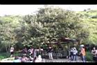 水柳-南寮00.JPG