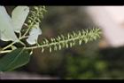 水柳-實10.JPG