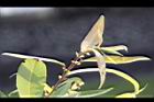 水柳-幼葉03.JPG