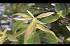 水柳-幼葉04.JPG