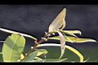 水柳-幼葉05.JPG