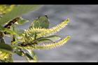 水柳-雄花序03.JPG