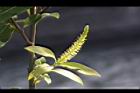 水柳-雄花序06.JPG