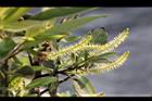 水柳-雄花序14.JPG