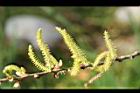 水柳-雄花序18.jpg