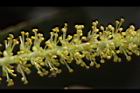 水柳-雄花序22.JPG