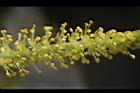 水柳-雄花序26.JPG