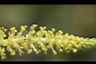 水柳-雄花序34.JPG