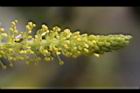 水柳-雄花序36.JPG