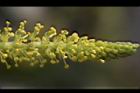水柳-雄花序40.JPG
