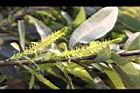 水柳-雄花序42.JPG