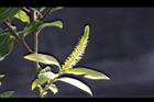 水柳-雄花苞03.JPG