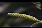 水柳-雄花苞07.JPG