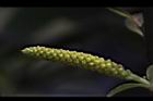 水柳-雄花苞08.JPG