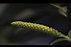 水柳-雄花苞09.JPG