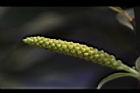 水柳-雄花苞10.JPG