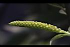 水柳-雄花苞11.JPG