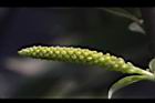 水柳-雄花苞13.JPG