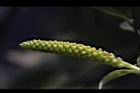 水柳-雄花苞14.JPG
