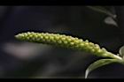 水柳-雄花苞15.JPG