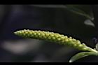 水柳-雄花苞16.JPG