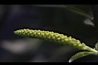 水柳-雄花苞17.JPG