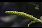 水柳-雄花苞18.JPG