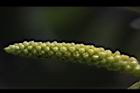 水柳-雄花苞21.JPG