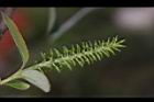 水柳-雌花序24.JPG