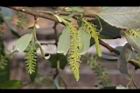 水柳-雌雄花序04.JPG