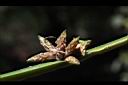 水毛花-果穗00.jpg