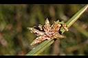 水毛花-果穗04.jpg