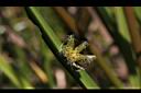 水毛花-雌花序05.jpg