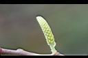 水社柳-花苞10.jpg
