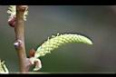 水社柳-花苞11.jpg