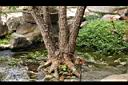 水社柳-莖06.JPG