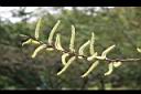 水社柳-雄花02.jpg