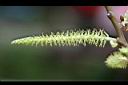 水社柳-雄花24.jpg