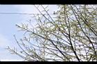 水社柳-花序00.JPG