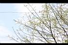 水社柳-花序01.JPG
