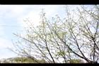 水社柳-花序02.JPG