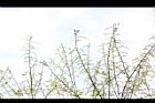 水社柳-花序04.JPG