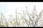 水社柳-花序05.JPG