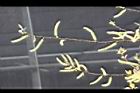 水社柳-花序09.JPG