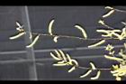 水社柳-花序10.JPG