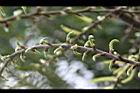 水社柳-花苞01.jpg