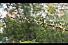 水社柳-花苞03.jpg