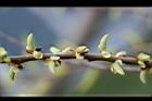 水社柳-花苞05.jpg